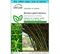 SAFLAX Ensemble-cadeau - Bambou géant épineux - 50 graines - Dendrocalamus