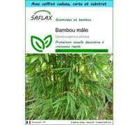 SAFLAX Ensemble-cadeau - Bambou mâle - 50 graines - Dendrocalamus