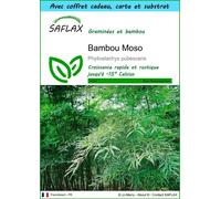 SAFLAX Ensemble-cadeau - Bambou Moso - 20 graines - Phyllostachys