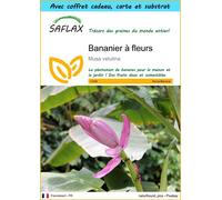SAFLAX Ensemble-cadeau - Bananier à fleurs - 8 graines - Musa