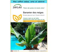 SAFLAX Ensemble-cadeau - Bananier des neiges - 10 graines - Ensete