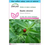 SAFLAX Ensemble-cadeau - Basilic citronné - 200 graines - Ocimum