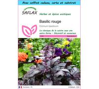 SAFLAX Ensemble-cadeau - Basilic rouge - 200 graines - Ocimum