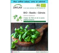SAFLAX Ensemble-cadeau - BIO - Basilic - Génois - 800 graines - Ocimum