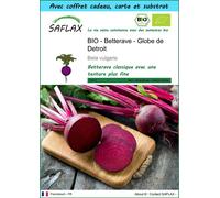 SAFLAX Ensemble-cadeau - BIO - Betterave - Globe de Detroit - 100 graines - Beta