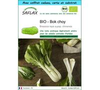 SAFLAX Ensemble-cadeau - BIO - Bok choy - 300 graines - Brassica