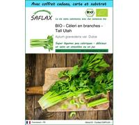 SAFLAX Ensemble-cadeau - BIO - Céleri en branches - Tall Utah - 500 graines - Apium