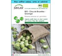 SAFLAX Ensemble-cadeau - BIO - Chou de Bruxelles - Groninger - 30 graines - Brassica