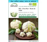 SAFLAX Ensemble-cadeau - BIO - Chou-fleur - Boule de neige - 70 graines - Brassica