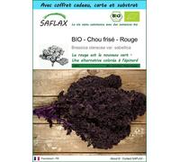SAFLAX Ensemble-cadeau - BIO - Chou frisé - Rouge - 50 graines - Brassica