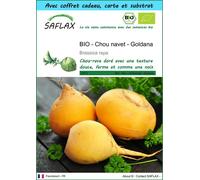 SAFLAX Ensemble-cadeau - BIO - Chou navet - Goldana - 500 graines - Brassica