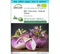 SAFLAX Ensemble-cadeau - BIO - Chou-rave - Violet de Vienne - 600 graines - Brassica