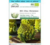 SAFLAX Ensemble-cadeau - BIO - Chou - Romanesco - 50 graines - Brassica