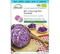 SAFLAX Ensemble-cadeau - BIO - Chou rouge Red - Drumhead - 250 graines - Brassica
