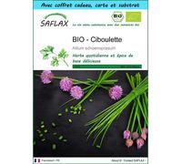 SAFLAX Ensemble-cadeau - BIO - Ciboulette - 250 graines - Allium