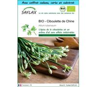 SAFLAX Ensemble-cadeau - BIO - Ciboulette de Chine - 100 graines - Allium