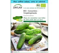 SAFLAX Ensemble-cadeau - BIO - Concombre - Vorgebirgstraube - 15 graines - Cucumis