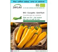 SAFLAX Ensemble-cadeau - BIO - Courgette - Gold Rush - 5 graines - Cucurbita