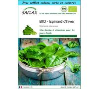 SAFLAX Ensemble-cadeau - BIO - Epinard d'hiver - 250 graines - Spinacia