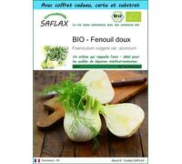 SAFLAX Ensemble-cadeau - BIO - Fenouil doux - 100 graines - Foeniculum