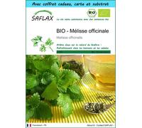 SAFLAX Ensemble-cadeau - BIO - Mélisse officinale - 1000 graines - Melissa