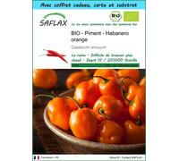 SAFLAX Ensemble-cadeau - BIO - Piment - Habanero orange - 20 graines - Capsicum