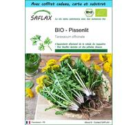 SAFLAX Ensemble-cadeau - BIO - Pissenlit - 400 graines - Taraxacum