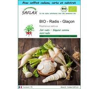 SAFLAX Ensemble-cadeau - BIO - Radis - Glaçon - 100 graines - Raphanus