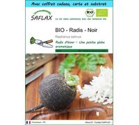 SAFLAX Ensemble-cadeau - BIO - Radis - Noir - 100 graines - Raphanus