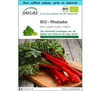 SAFLAX Ensemble-cadeau - BIO - Rhubarbe - 50 graines - Beta