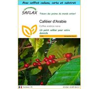 SAFLAX Ensemble-cadeau - Caféier d'Arabie - 8 graines - Coffea