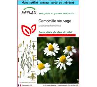 SAFLAX Ensemble-cadeau - Camomille sauvage - 300 graines - Matricaria