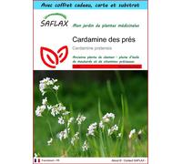 SAFLAX Ensemble-cadeau - Cardamine des prés - 100 graines - Cardamine