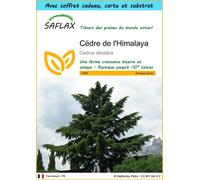 SAFLAX Ensemble-cadeau - Cèdre de l'Himalaya - 35 graines - Cedrus