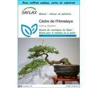 SAFLAX Ensemble-cadeau - Cèdre de l'Himalaya - 35 graines - Cedrus