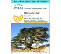 SAFLAX Ensemble-cadeau - Cèdre du Liban - 20 graines - Cedrus