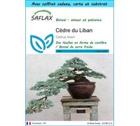 SAFLAX Ensemble-cadeau - Cèdre du Liban - 20 graines - Cedrus