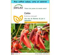 SAFLAX Ensemble-cadeau - Ceibo - 6 graines - Erythrina