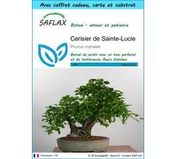 SAFLAX Ensemble-cadeau - Cerisier de Sainte-Lucie - 30 graines - Prunus