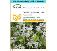 SAFLAX Ensemble-cadeau - Cerisier de Sainte-Lucie - 30 graines - Prunus