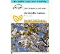 SAFLAX Ensemble-cadeau - Cerisier des oiseaux - 10 graines - Prunus