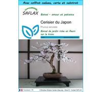 SAFLAX Ensemble-cadeau - Cerisier du Japon - 30 graines - Prunus