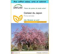 SAFLAX Ensemble-cadeau - Cerisier du Japon - 30 graines - Prunus