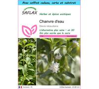 SAFLAX Ensemble-cadeau - Chanvre d'eau - 100 graines - Stevia