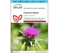 SAFLAX Ensemble-cadeau - Chardon-Marie - 75 graines - Silybum