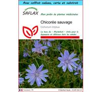 SAFLAX Ensemble-cadeau - Chicorée sauvage - 250 graines - Cichorium