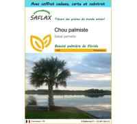 SAFLAX Ensemble-cadeau - Chou palmiste - 8 graines - Sabal