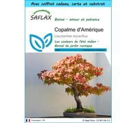 SAFLAX Ensemble-cadeau - Copalme d'Amérique - 100 graines - Liquidamber