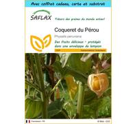 SAFLAX Ensemble-cadeau - Coqueret du Pérou - 100 graines - Physalis