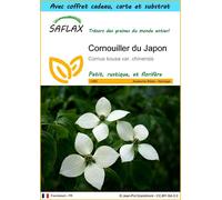 SAFLAX Ensemble-cadeau - Cornouiller du Japon - 30 graines - Cornus